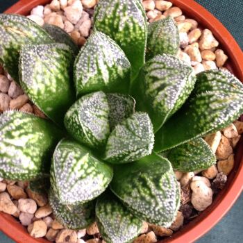 Haworthia Korizato x Pregzato 09.05 C - 10.5cm