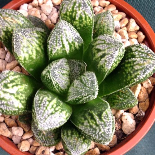 Haworthia comptoniana 09.05 C - 9cm