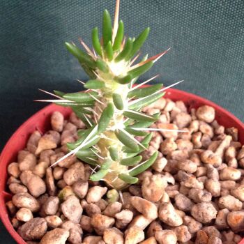 Tephrocactus poepingii 6.5cm