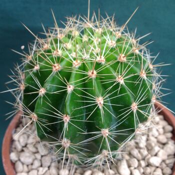 Echinopsis Schick Hybrid cv Impulse