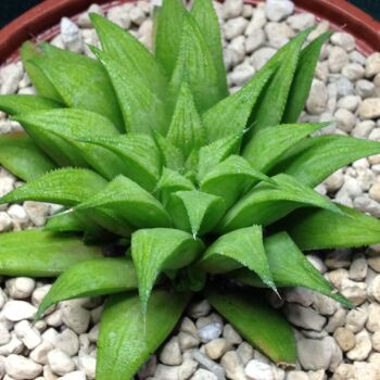 Haworthia parksiana hybrid 09.05 10.5cm