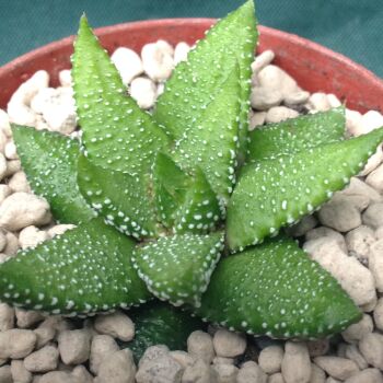 Haworthia attenuata fm tanba 9cm