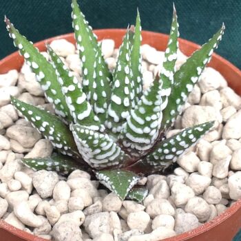 Haworthia attenuata 9cm