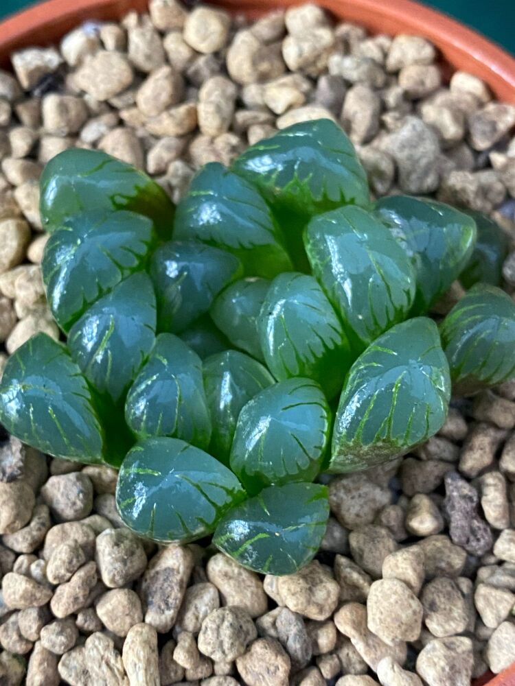 Haworthia cooperii v truncata 9cm