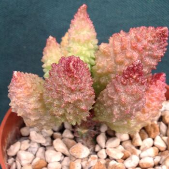 Adromischus herrei 09.04.24 D