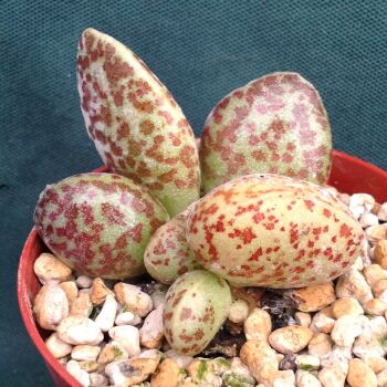 Adromischus alstonii fm 24.03 F