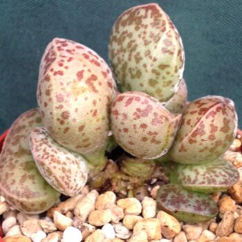 Adromischus marianae fm 24.03 A