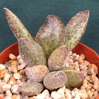 Adromischus marianae fm 24.03 B