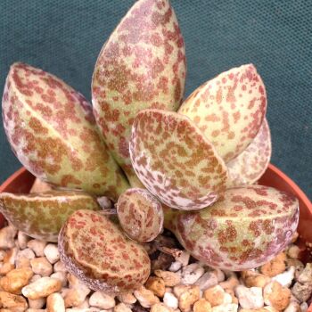 Adromischus mariannae fm 24.03 G
