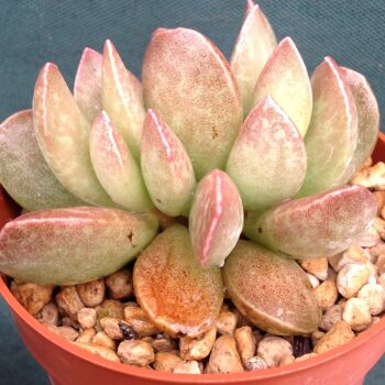 Adromischus trygonis pirenei