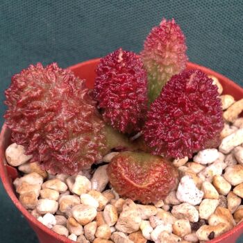 Adromischus herrei Red fm 08.10.4 A