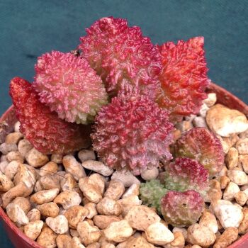 Adromischus herrei Red fm 09.04.24