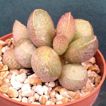 Adromischus marianae fm 24.03 D