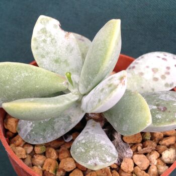 Adromischus leucophyllus Spotted fm 6.5cms