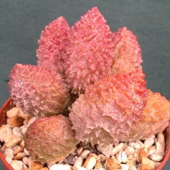 Adromischus herrei Red fm 09.20 G