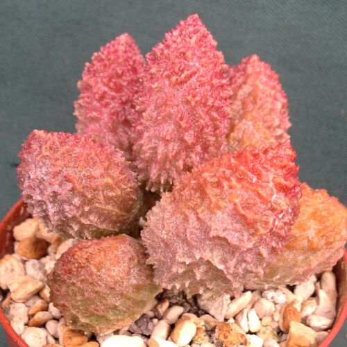 Adromischus herrei Red fm 09.20 G