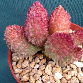 Adromischus herrei Red fm 09.04.24 C