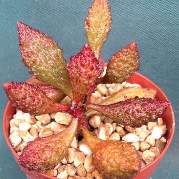 Adromischus herrei Coffee Bean fm 09.04.24 D