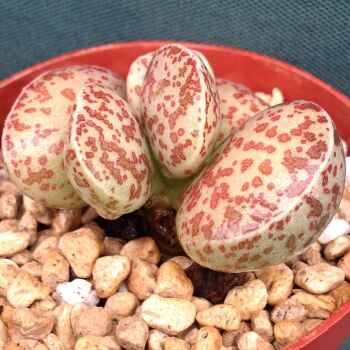 Adromischus alstonii fm 24.03 E