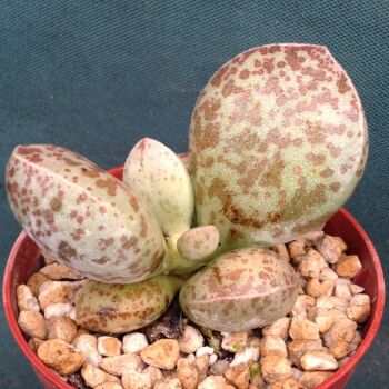 Adromischus alstonii fm 24.03 H