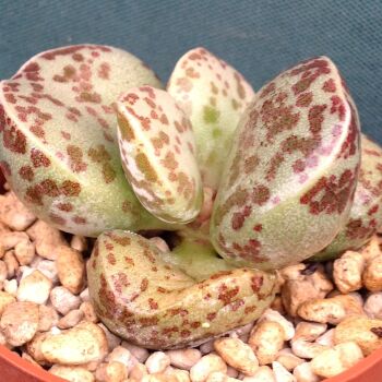 Adromischus marianae fm 24.06.13 B