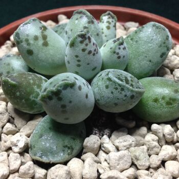Adromischus cooperii Chunky fm 9cm