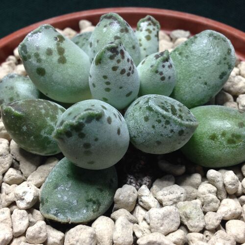 Adromischus cooperii Chunky fm 9cm