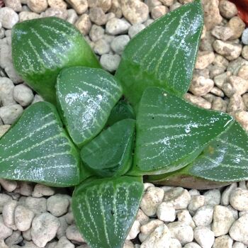 Haworthia retusa hybrid 07.22 A 9cm