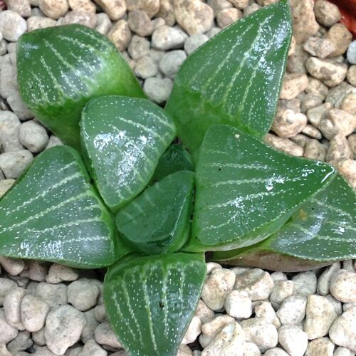 Haworthia attenuata 9cm