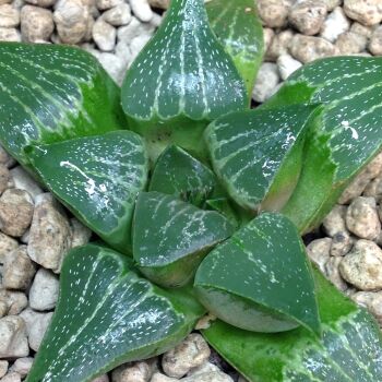 Haworthia retusa hybrid 07.22B 9cm