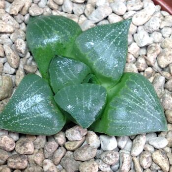 Haworthia retusa hybrid 07.22C 9cm
