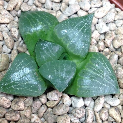 Haworthia retusa hybrid 07.22C 9cm
