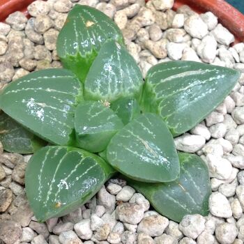 Haworthia retusa hybrid 07.22D 9cm