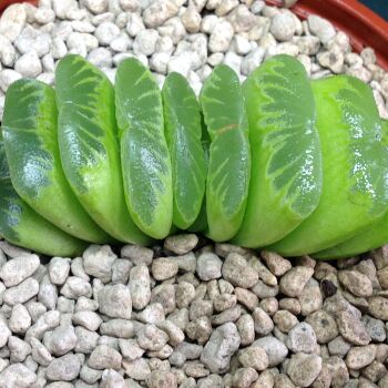 Haworthia cv Down Under 07.22E 9cm