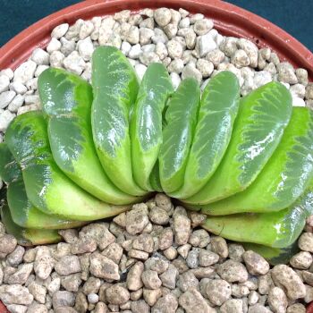Haworthia cv Down Under 07.22F 9cm