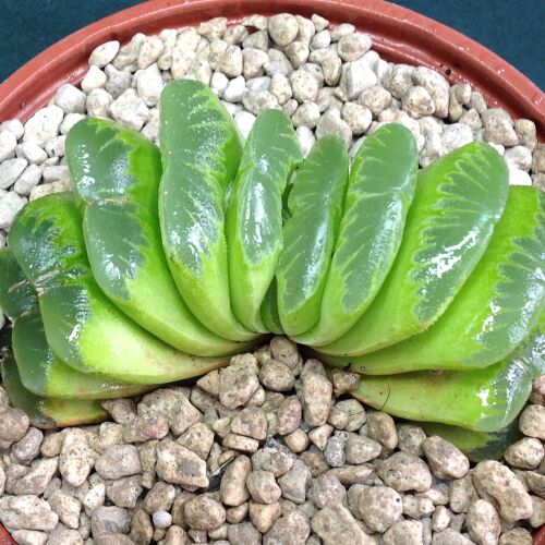 Haworthia cv Lime Under 07.22F 9cm