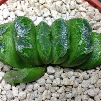 Haworthia truncata hybrid 07.23. B  - 9cm