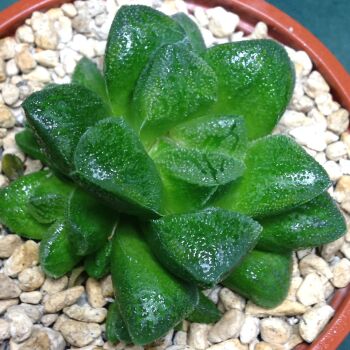 Haworthia pygmaea hybrid Rob1 - 9cm