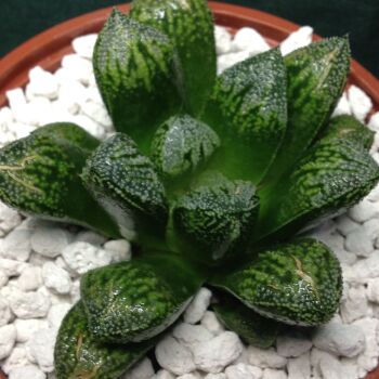 Haworthia Korizato x Pregazato 15.05 24A 9cm