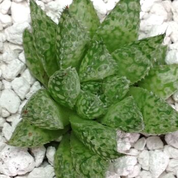 Haworthia cv Super 9cm