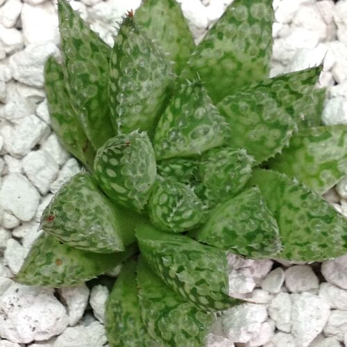 Haworthia attenuata 9cm