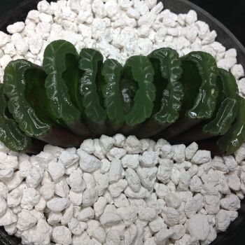 Haworthia truncata 1 Litre Pot 08.05A