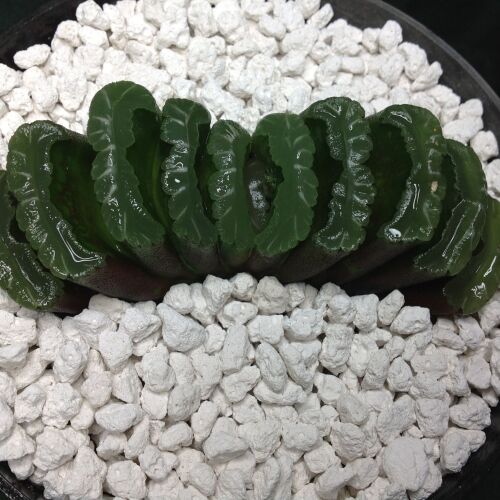 Haworthia attenuata 9cm