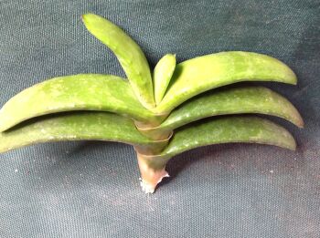 Gasteria rowlonsonii - Unrooted Cutting