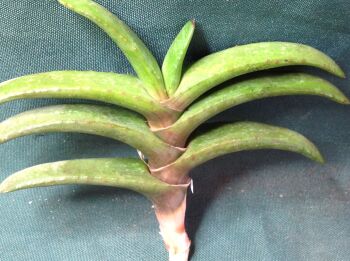 Gasteria rowlonsonii - Unrooted Cutting