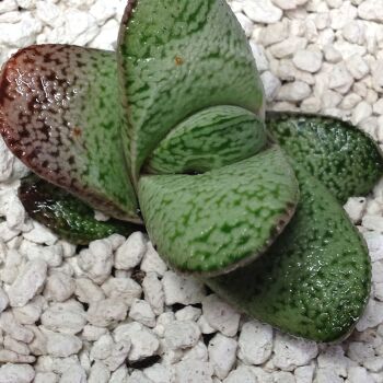 Gasteraloe baylissiana 9cm