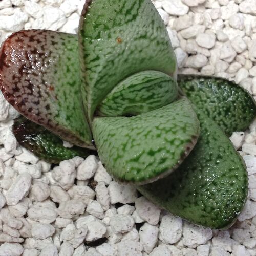 Gasteraloe baylissiana 9cm