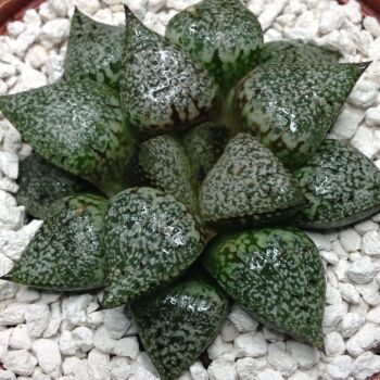 Selected Haworthia picta 21.08 C - 10.5cm