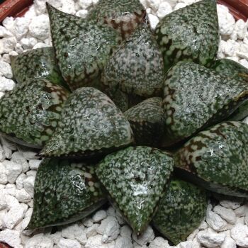 Selected Haworthia picta 09.05 J - 10.5cm