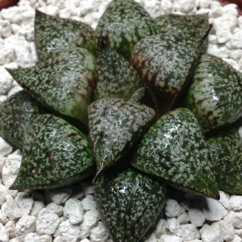 Selected Haworthia picta 09.05 F - 10.5cm